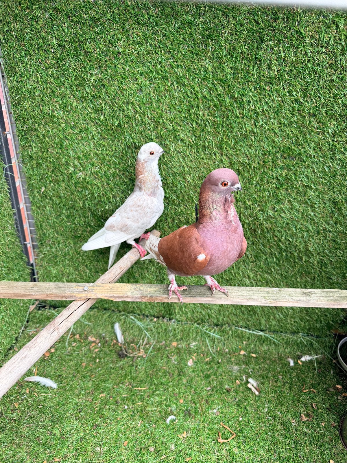 Twee duivenhokken en duiven gratis af te halen Alles gratis, Dieren en Toebehoren, Ophalen of Verzenden, Gebruikt, Hout, Vogelkooi