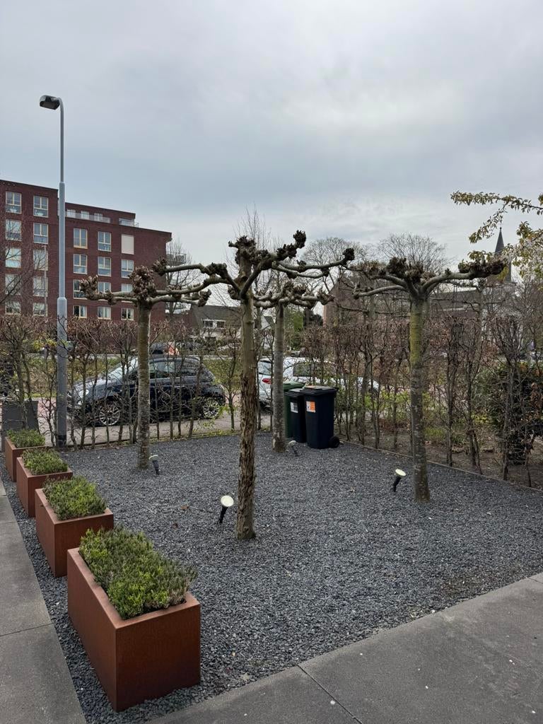4 dakplatanen, Tuin en Terras, Volle zon, Ophalen of Verzenden, 100 tot 250 cm, Dakboom