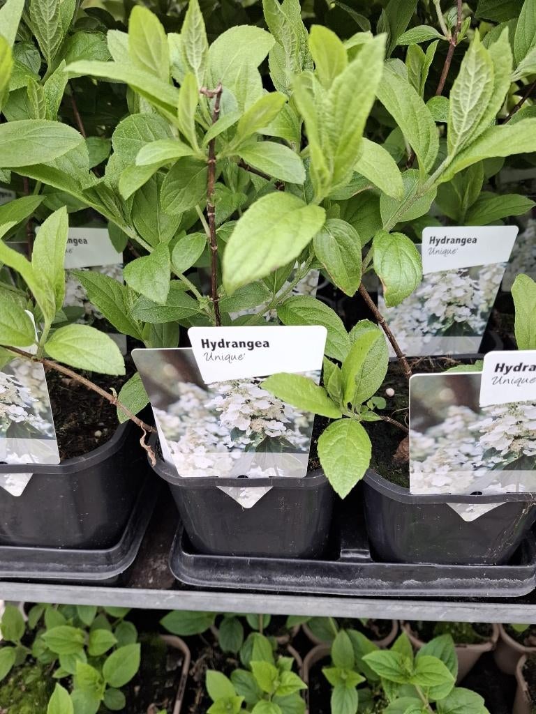 hortensia paniculata  in soorten, Tuin en Terras, Planten | Tuinplanten, Ophalen, Vaste plant, Overige soorten, Volle zon