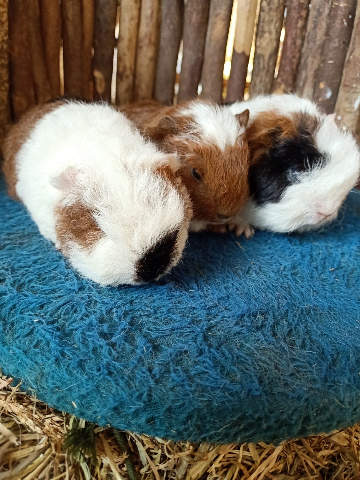 ch teddy cavia, Oktober, Mannelijk, Cavia