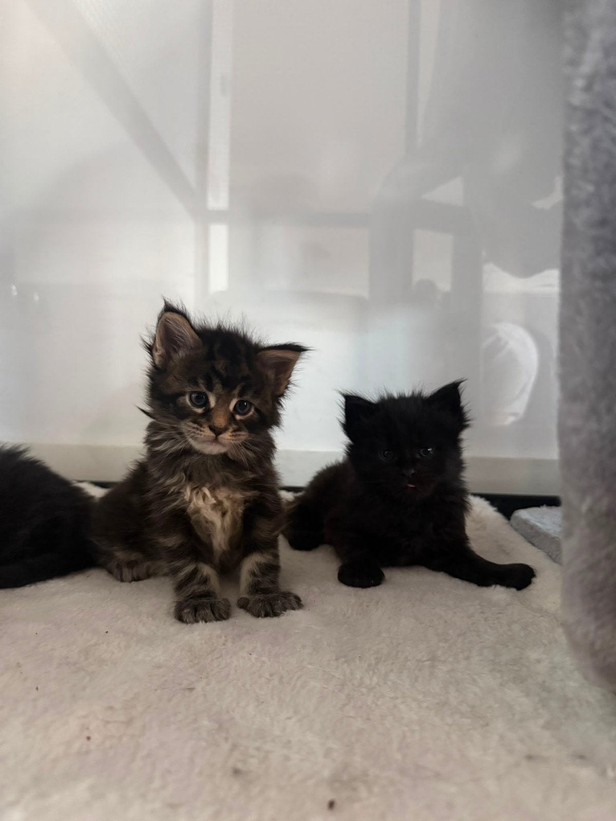 Prachtig nestje Maine Coon Kittens met Stamboom – WyldCoons, Meerdere dieren, Met stamboom, 0 tot 2 jaar
