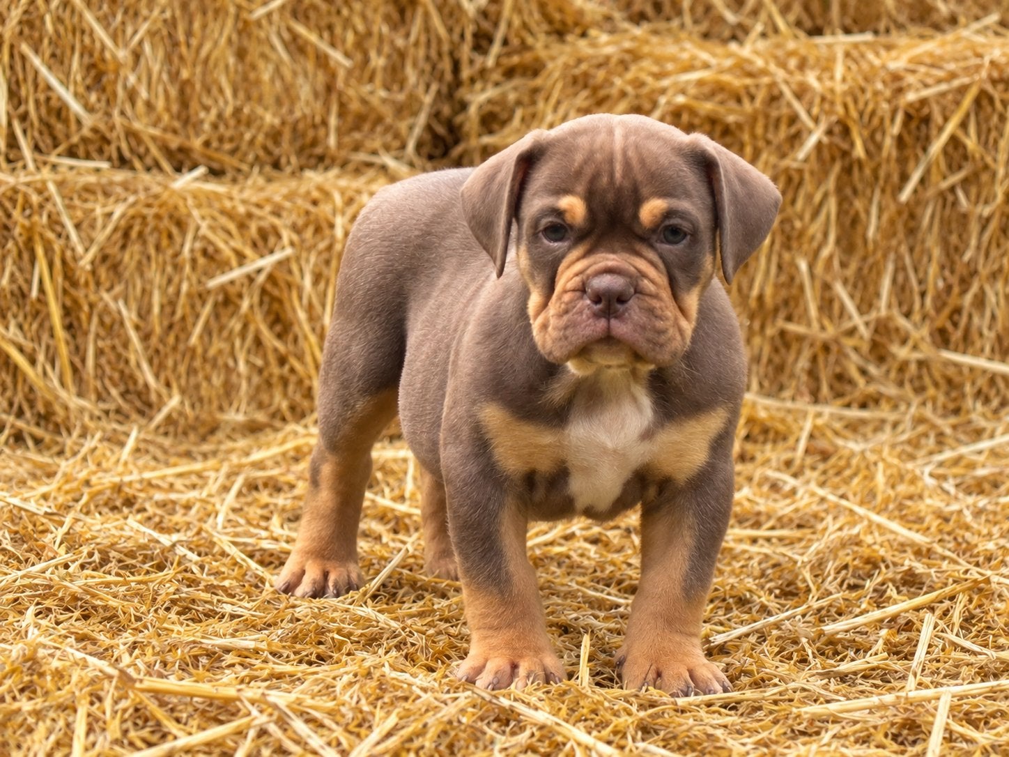 Bullforce Top kwaliteit Old english Bulldog puppies, Nederland, 8 tot 15 weken, Meerdere, Meerdere dieren