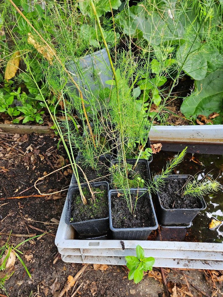Aspergeplantjes, Mary Washington, Tuin en Terras, Planten | Tuinplanten, Ophalen, Volle zon, Zomer, Groenteplanten