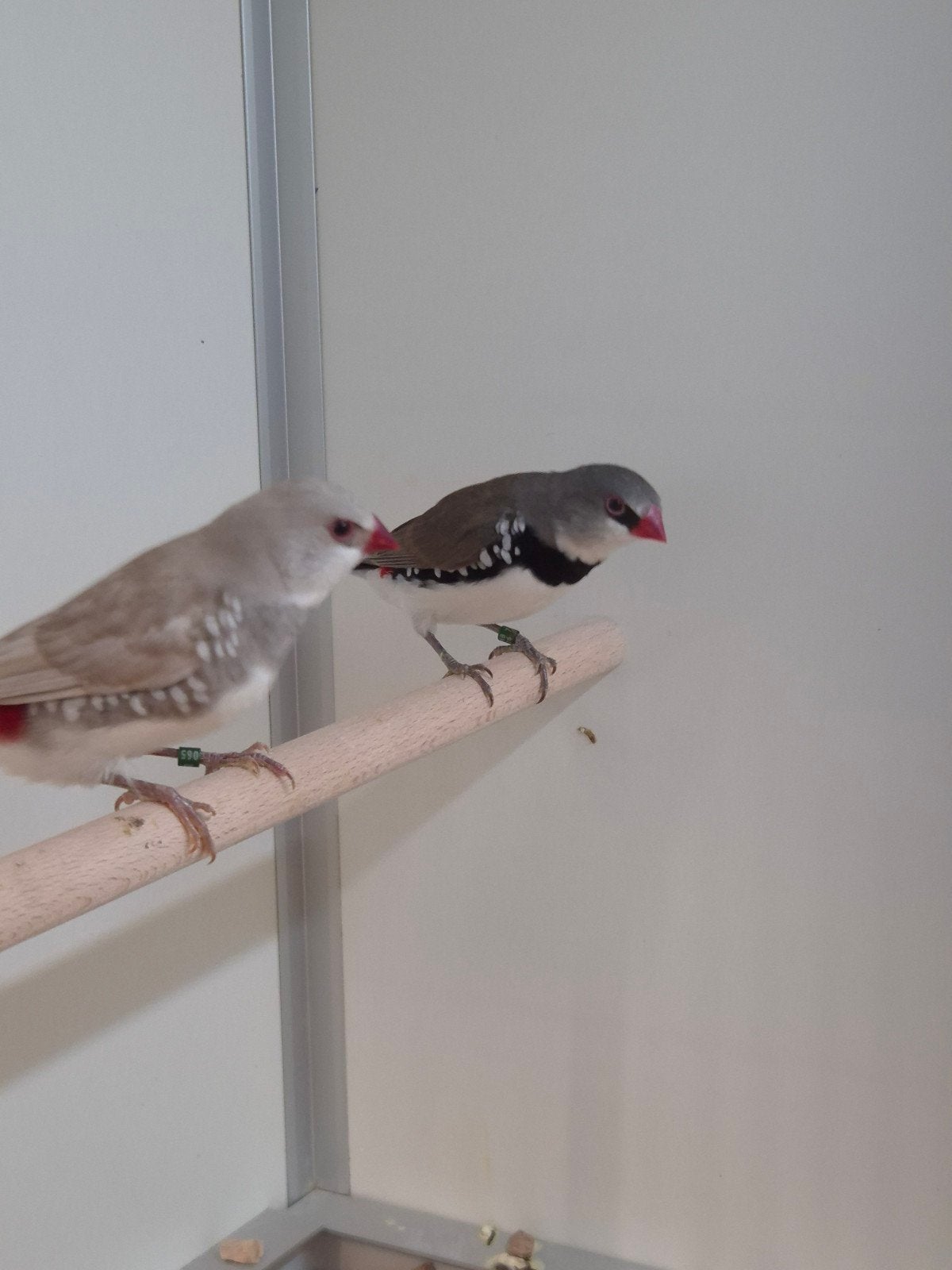 diamant vinken, Dieren en Toebehoren, Meerdere dieren, Tropenvogel, Geringd