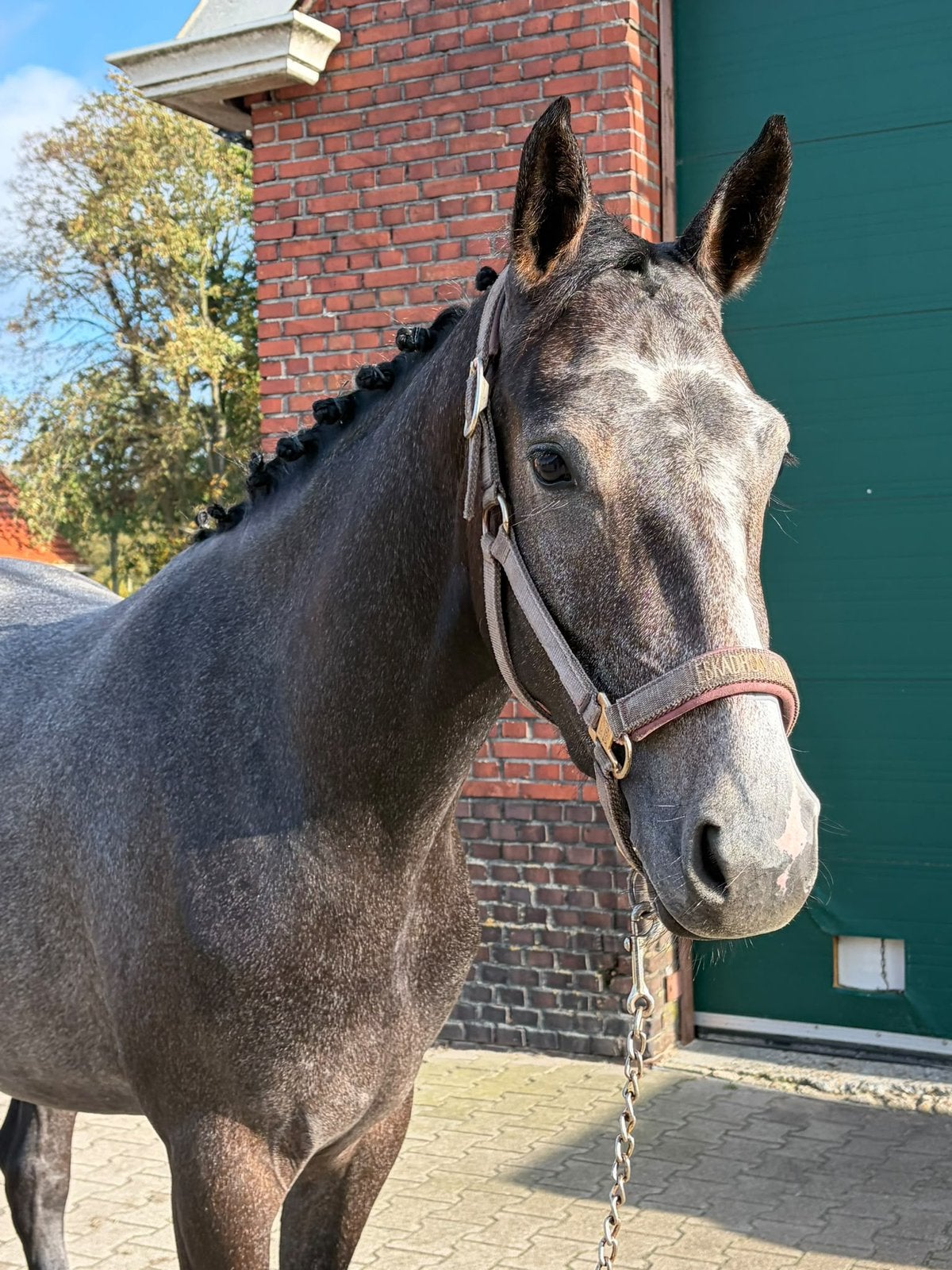 2 jarige kwpn merrie v Colorit, Dieren en Toebehoren, Merrie, Dressuurpaard