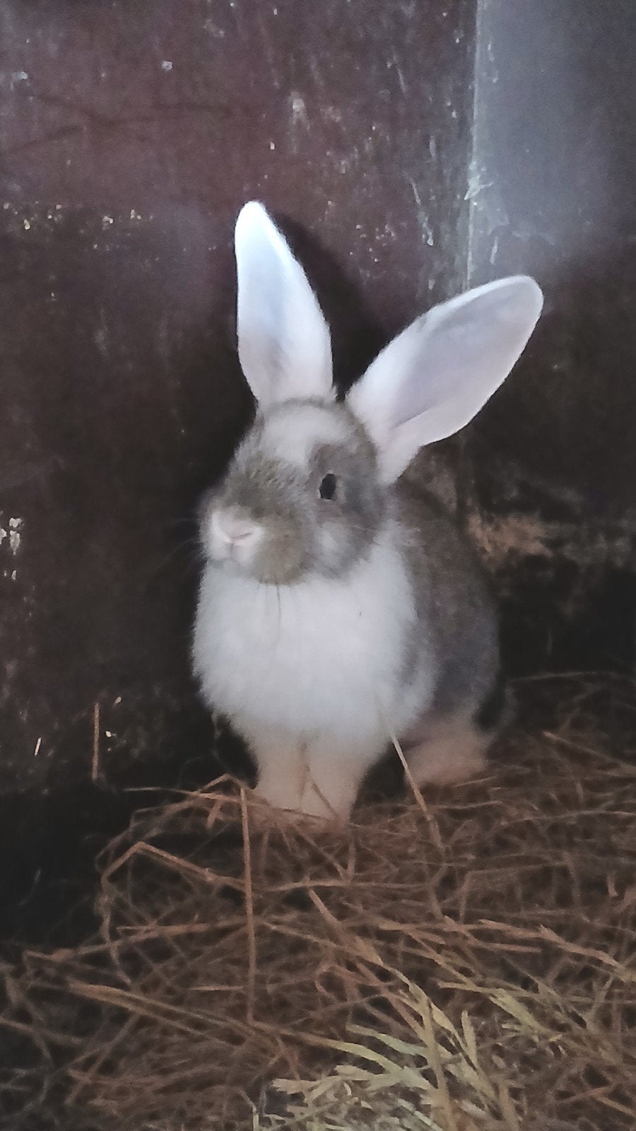 Prachtige Duitse Reus konijnen, Dieren en Toebehoren, Konijnen, Meerdere dieren, Groot