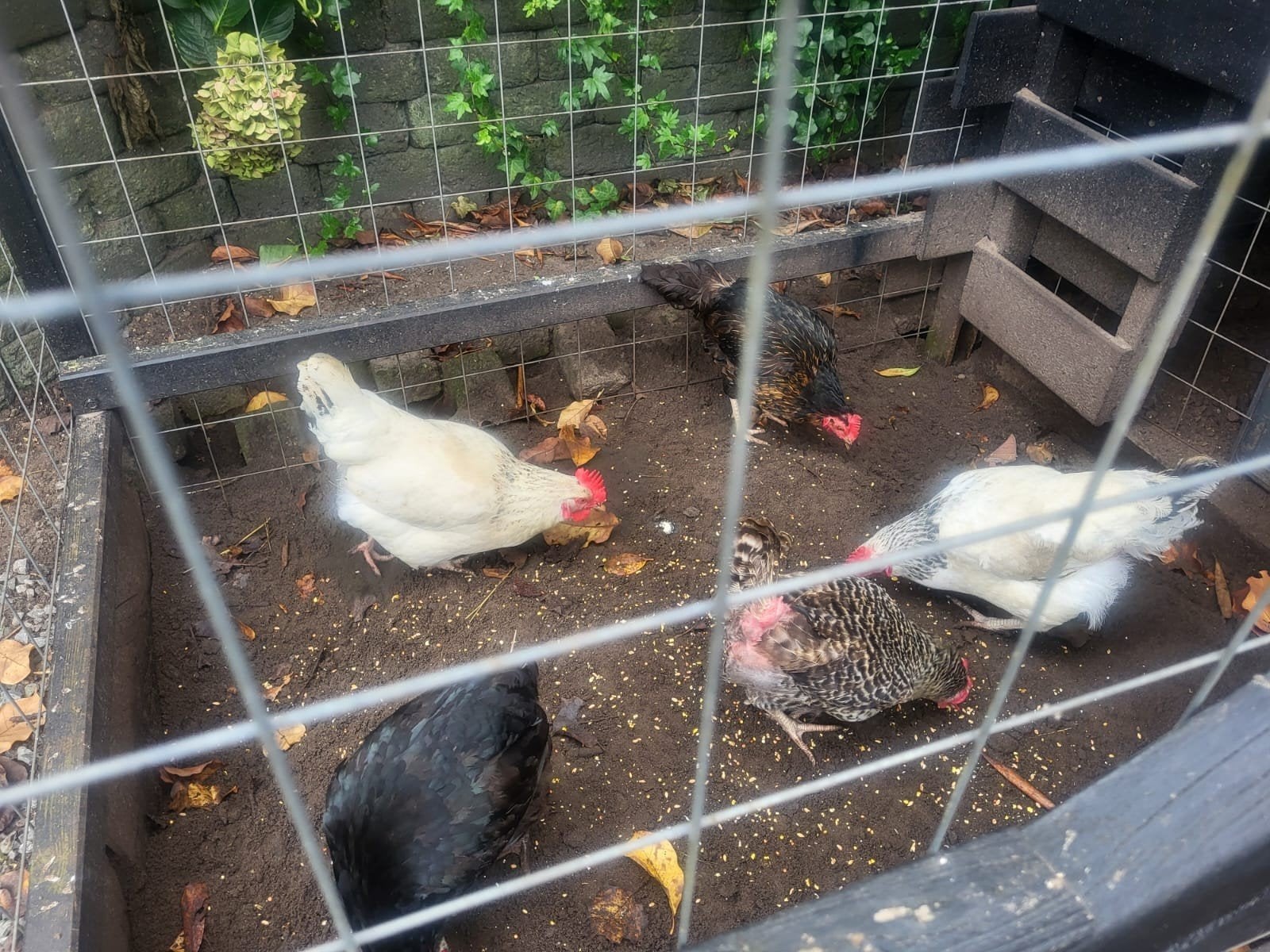 5 legkippen ruim 2.5 jaar, Vrouwelijk, Kip
