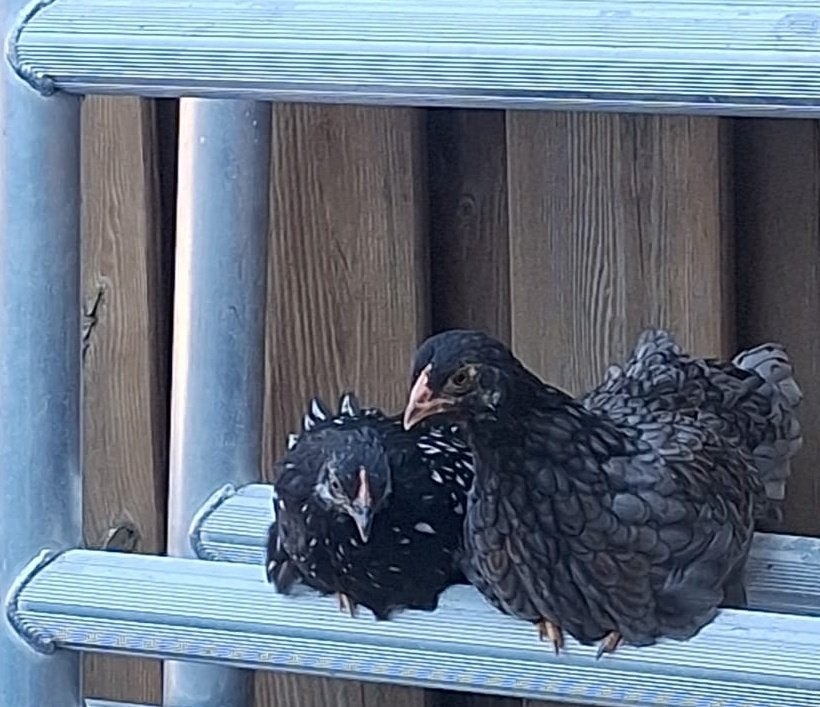 Kippen, Dieren en Toebehoren, Vogels | Hokken en Kooien, Ophalen, Zo goed als nieuw, Kunststof, Overige typen