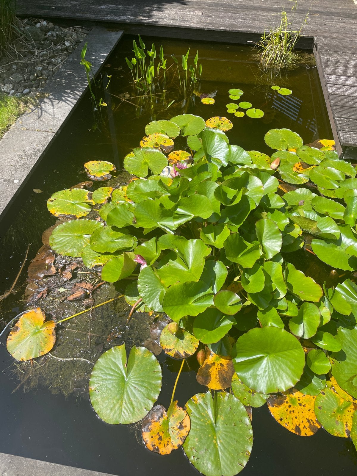 Waterlelies, Tuin en Terras, Ophalen, Gebruikt