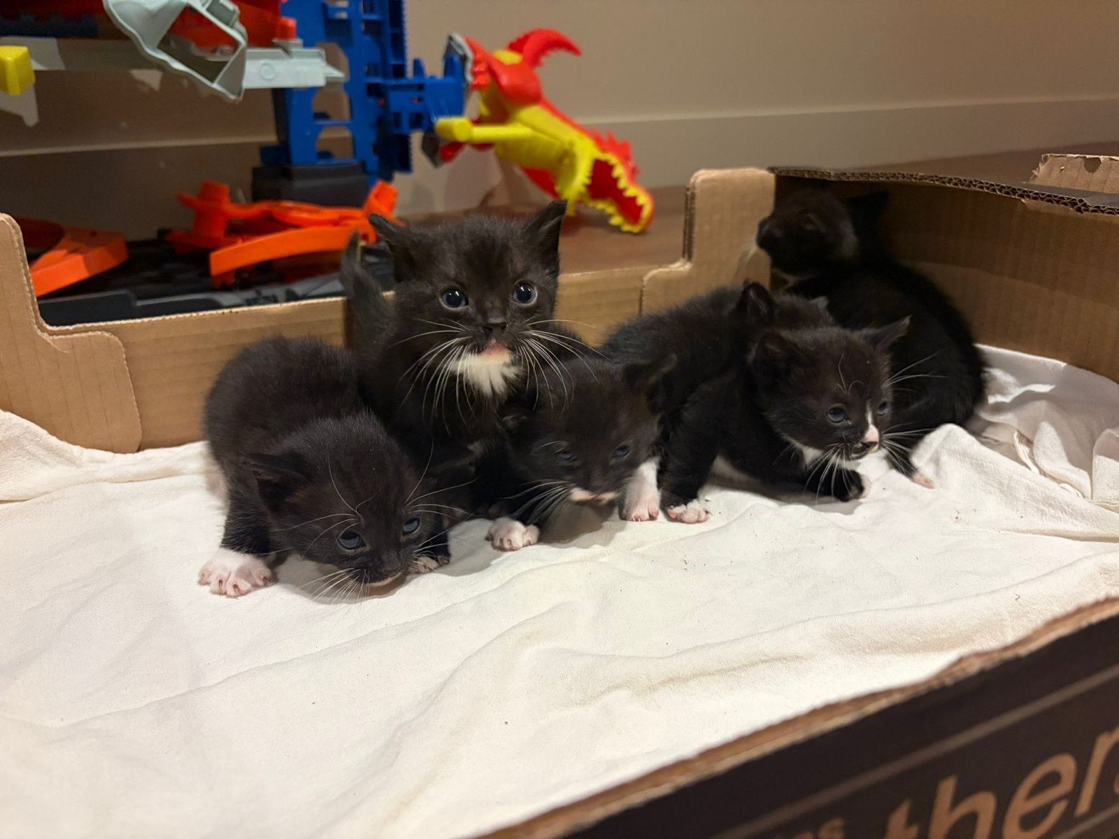 Kittens van een siamese poes, Poes