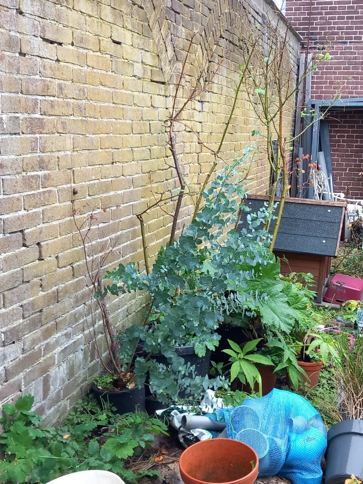 Eucalyptus plant in pot, Volle zon, Vaste plant, Bloeit niet, Ophalen