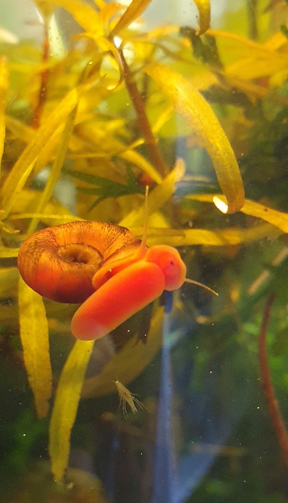 Aquarium planten stekken. Goedkoop en biologisch!, Dieren en Toebehoren, Ophalen, Nieuw, Plant(en), Steen of Hout