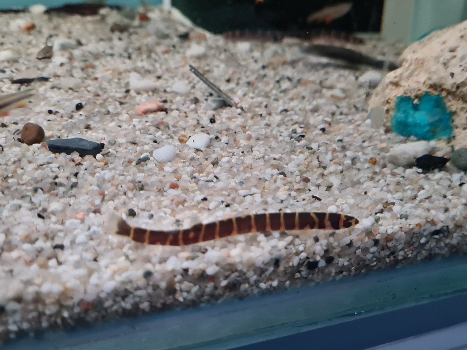 Pangio Kuhlii, Slangenvisje, Indische Modderkruiper, Dieren en Toebehoren, Vissen | Aquariumvissen, Vis, Zoetwatervis