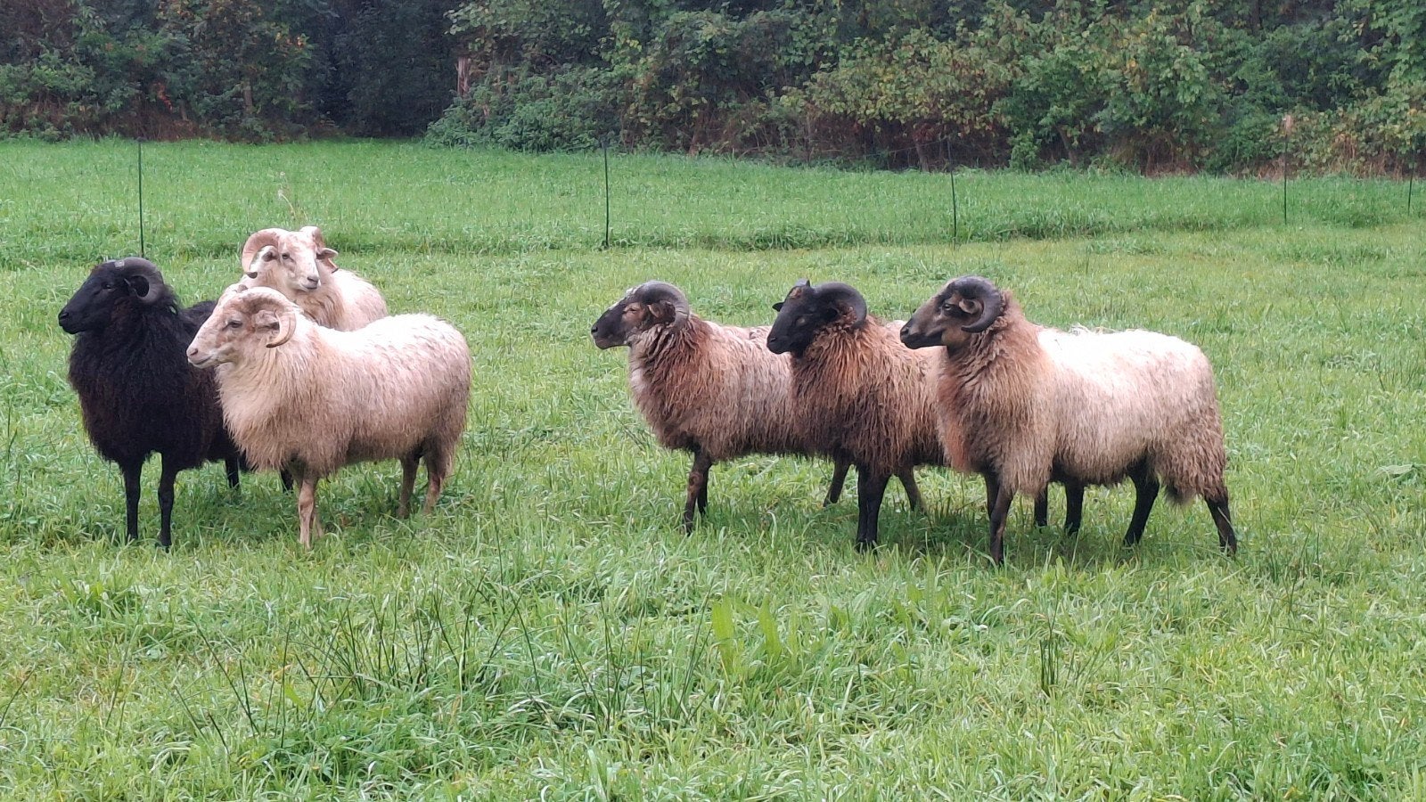 Drents heideschaap ram, Mannelijk, Schaap