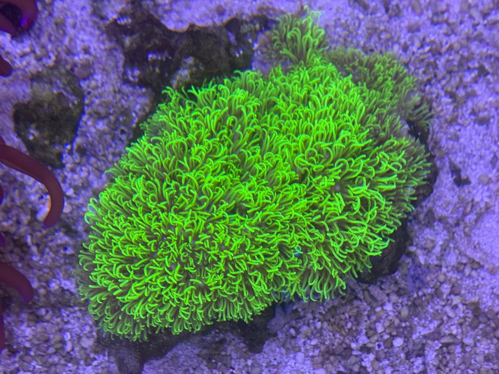 Stek groene sterpoliep op losse steen, Dieren en Toebehoren, Vissen | Aquaria en Toebehoren, Ophalen of Verzenden, Zo goed als nieuw
