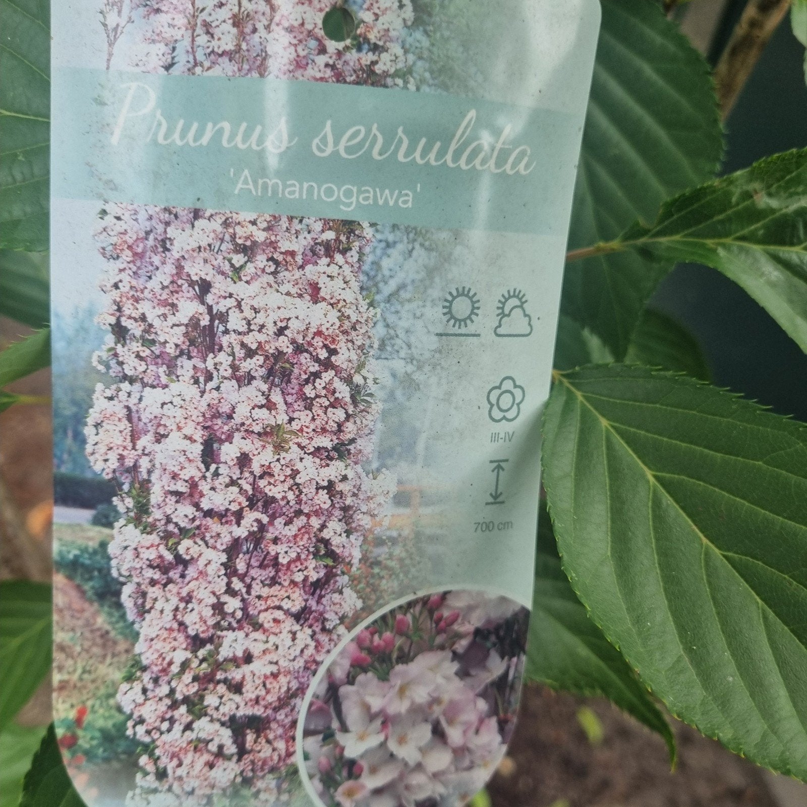 Prunus serrulata Sier kers, Tuin en Terras, Planten | Struiken en Hagen, Ophalen, Overige soorten, 100 tot 250 cm