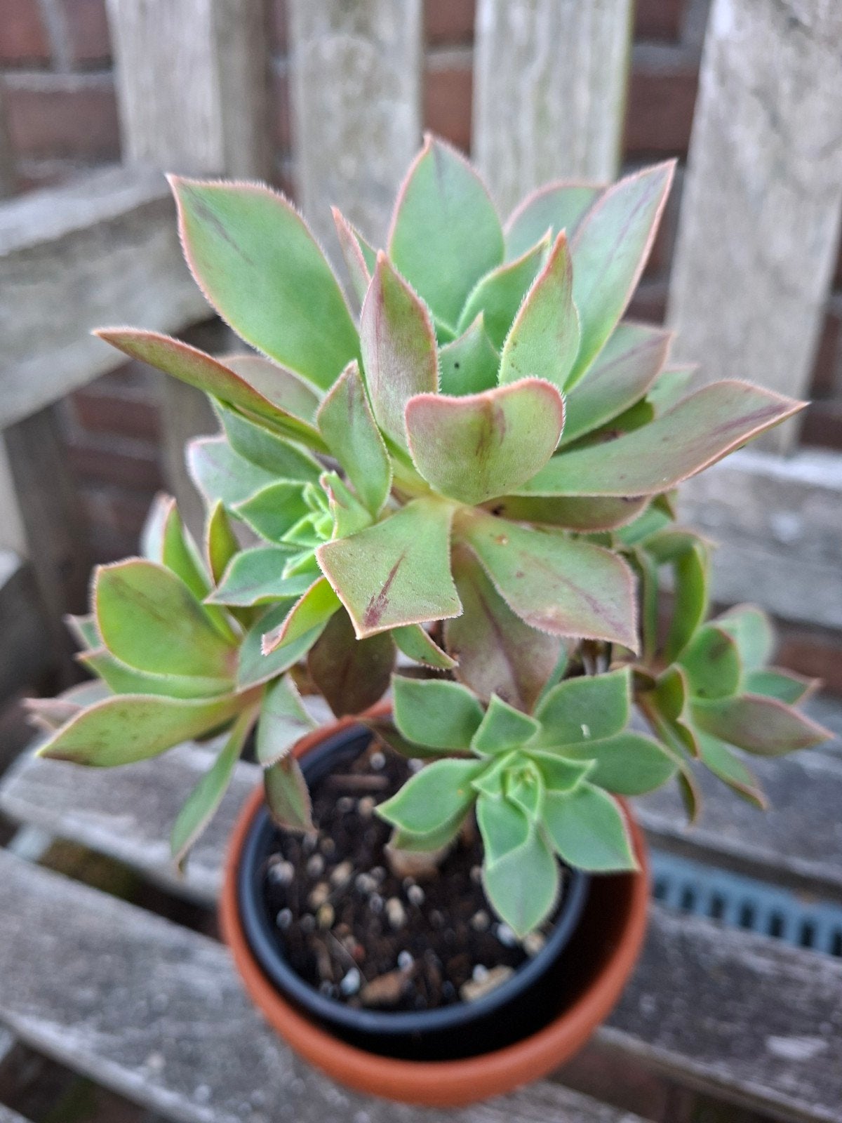 Aeonium leucoblepharum, Tuin en Terras, Planten | Tuinplanten, Ophalen of Verzenden, Overige soorten, Volle zon