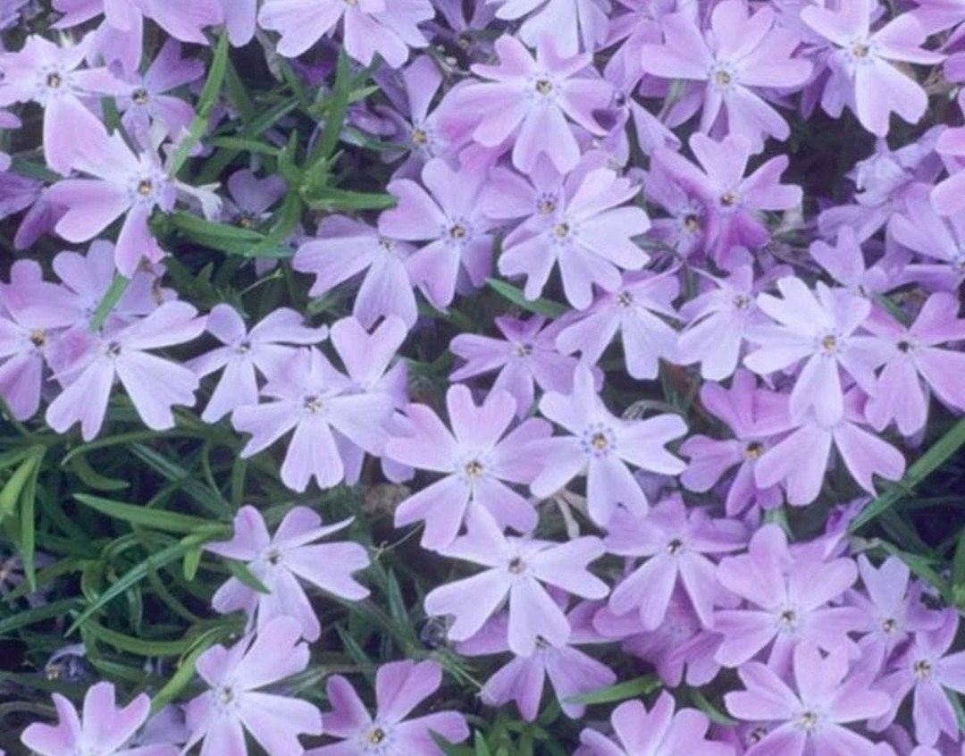 Phlox Purple Eye - Vaste plant in P12 pot, Overige soorten, Volle zon, Vaste plant, Ophalen of Verzenden
