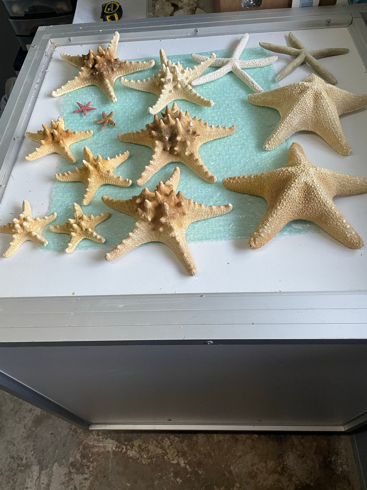 Filipijnse Zeesterren - Diverse Maten en Kleuren, Verzamelen, Ophalen of Verzenden, Schelp(en)