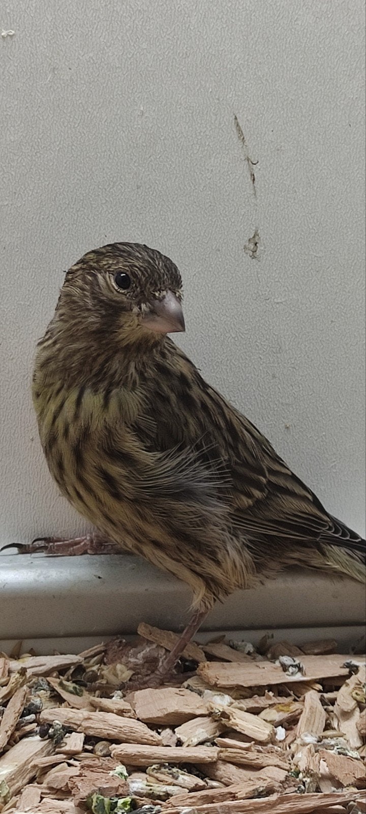 Te koop kanarie, Dieren en Toebehoren, Vogels | Kanaries, Geslacht onbekend, Kleurkanarie