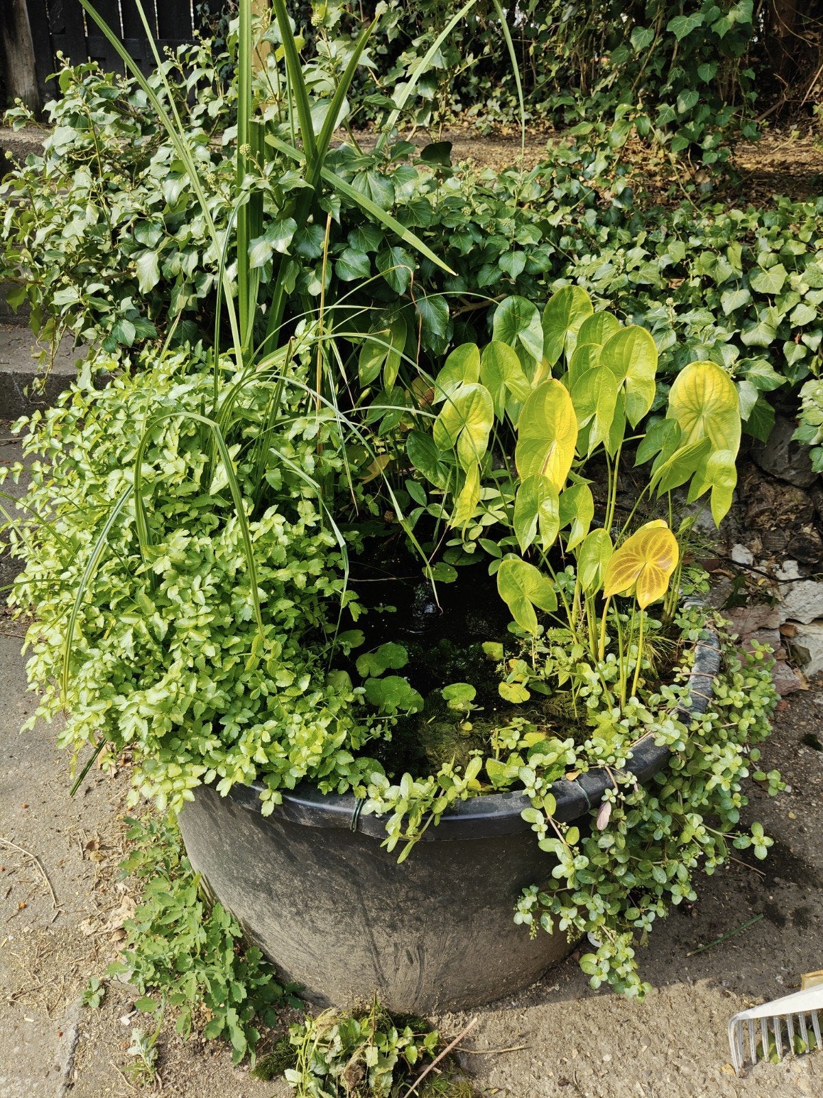 Diverse waterplanten voor vijver of waterbak, Tuin en Terras, Vijvers, Ophalen of Verzenden