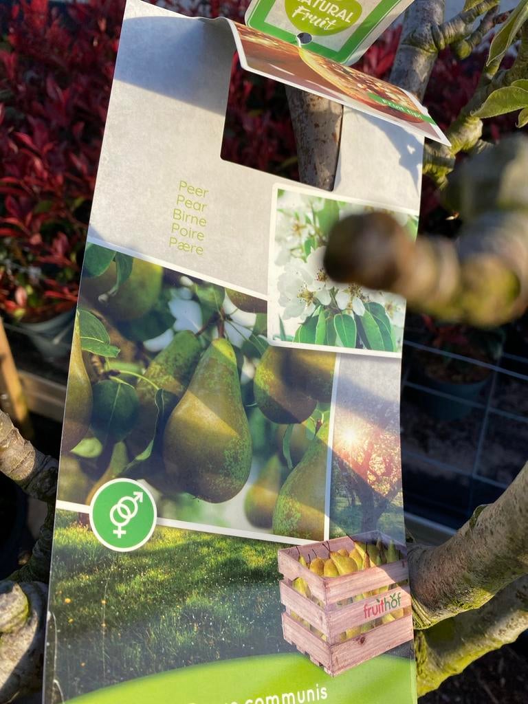 6 jaar oude Perenboom - Direct vruchten!, Ophalen, Lente, Volle zon, 100 tot 250 cm