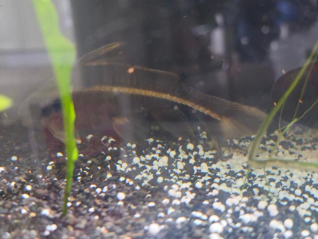 Meerval, Dieren en Toebehoren, Vissen | Aquariumvissen, Vis, Zoetwatervis