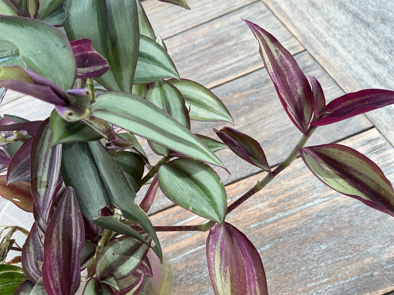 Tradescantia Zebrina stekjes - Prachtige paarse bladplant🌱, Huis en Inrichting, Ophalen