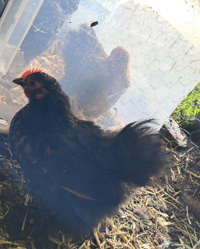 Cochin haantje 7 weken oud, Dieren en Toebehoren, Mannelijk, Kip