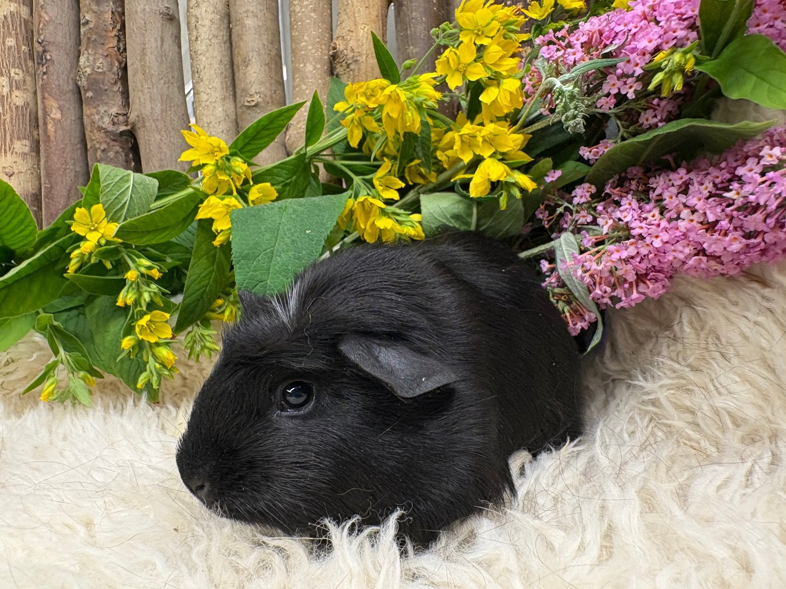 Jonge tamme CAVIA ZEUGJES ( van zorgboerderij), Dieren en Toebehoren, Knaagdieren, Cavia, Vrouwelijk, Mei, Tam