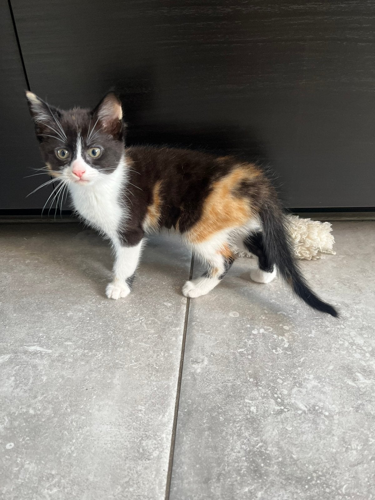 Prachtige sociale kruising kitten, Poes, Kortharig, 0 tot 2 jaar