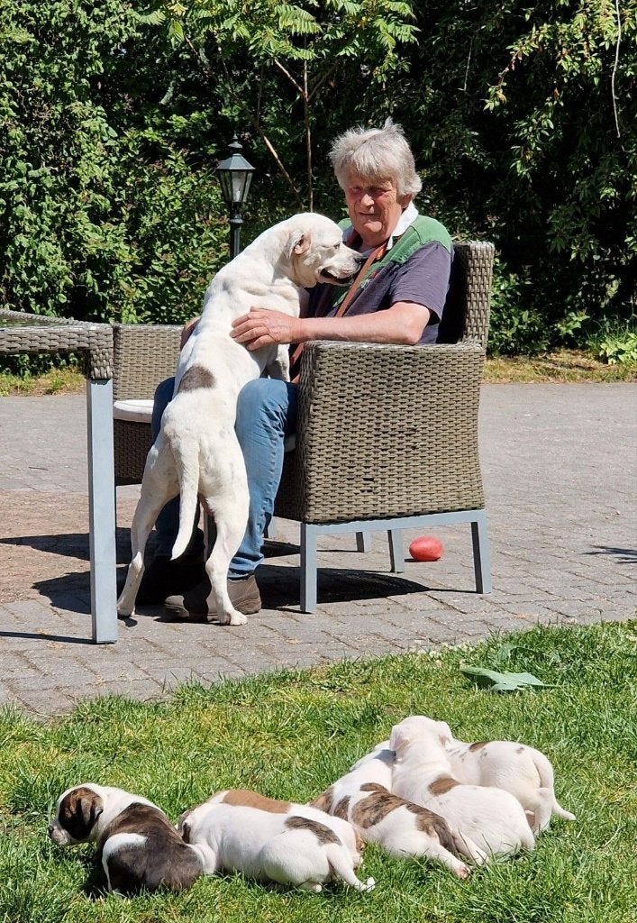 Elke dag Open Huis bij Darkenwald Amerikaanse bulldogs, Parvo, Nederland, 8 tot 15 weken, Bulldog