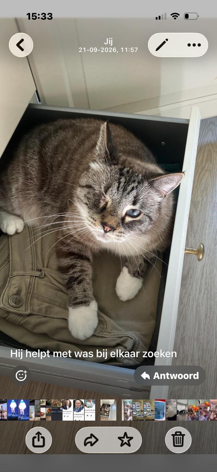 Vermist‼️- Piraat, Kat