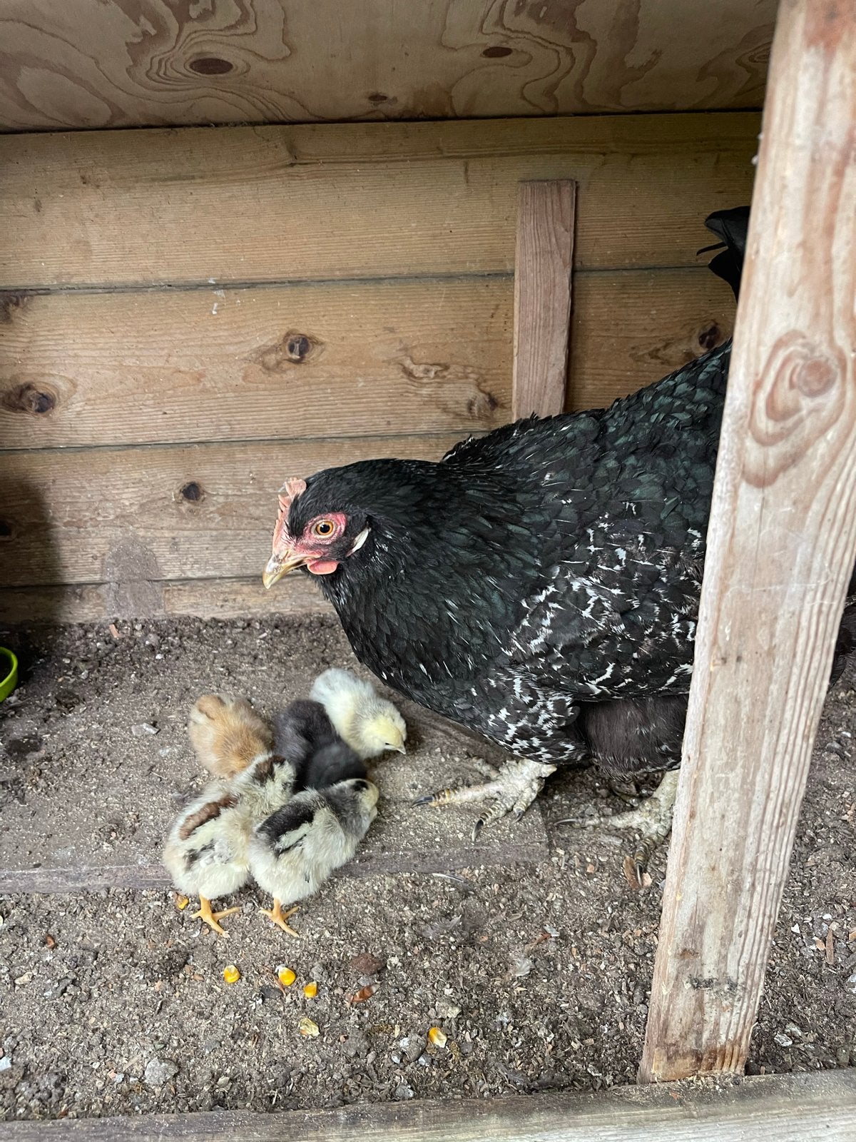 Kip met kuikens, Dieren en Toebehoren, Pluimvee, Meerdere dieren, Kip