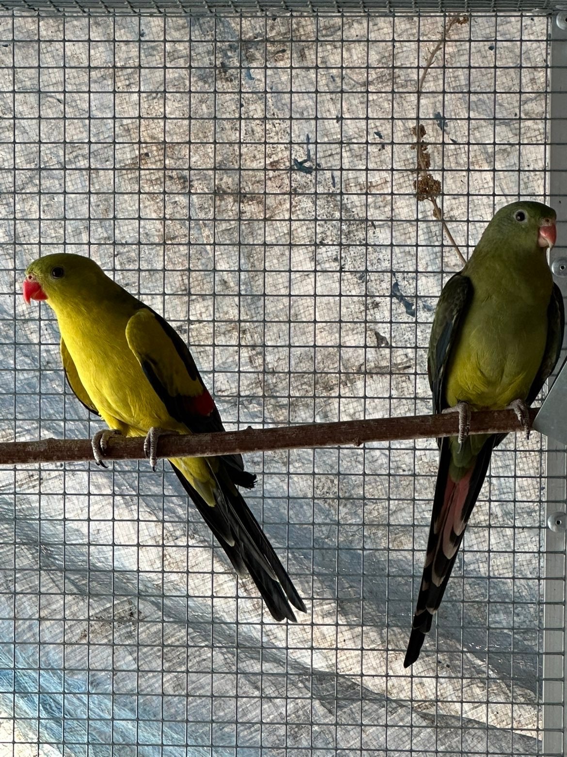Bergparkiet, Meerdere dieren, Parkiet