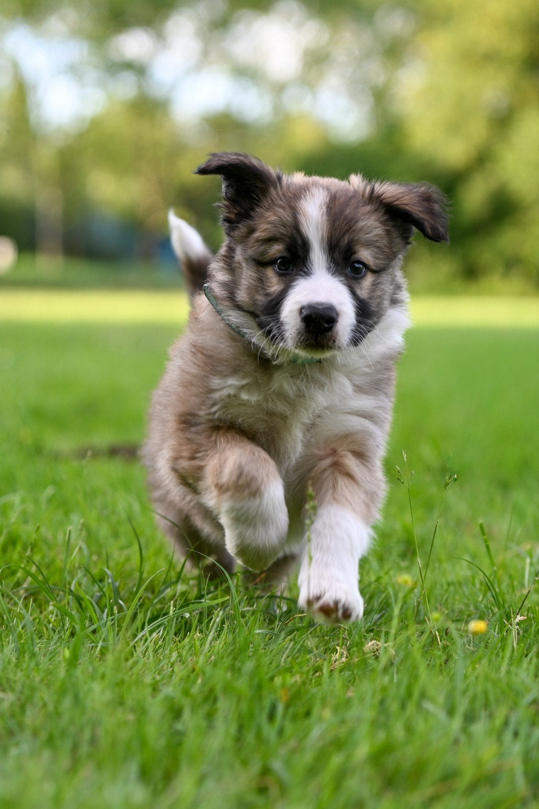 Prachtige Border Collie pup, Reu, 8 tot 15 weken, Collie, Meerdere