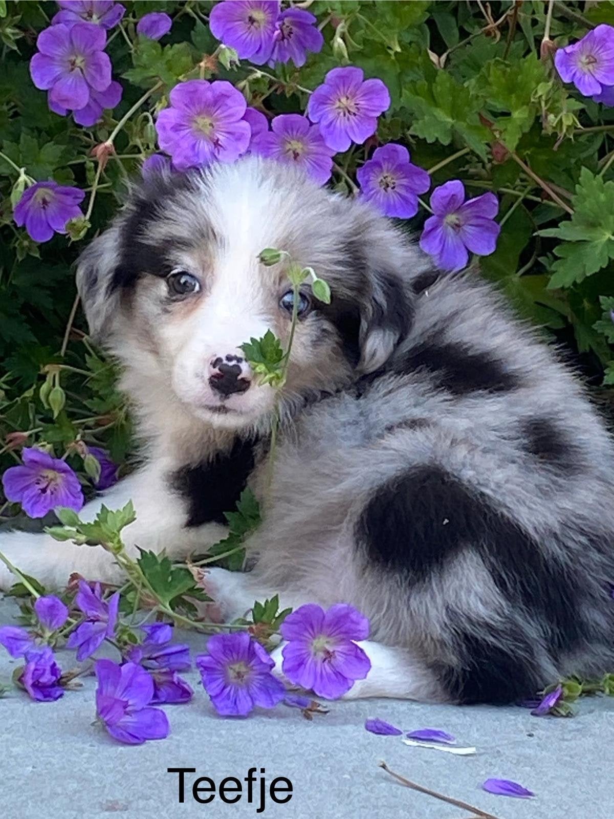 Border collie pups, België, 8 tot 15 weken, Collie, Parvo