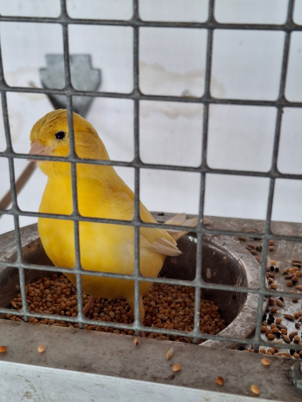 2 kanaries, waaronder 1 timbrado., Meerdere dieren, Kleurkanarie