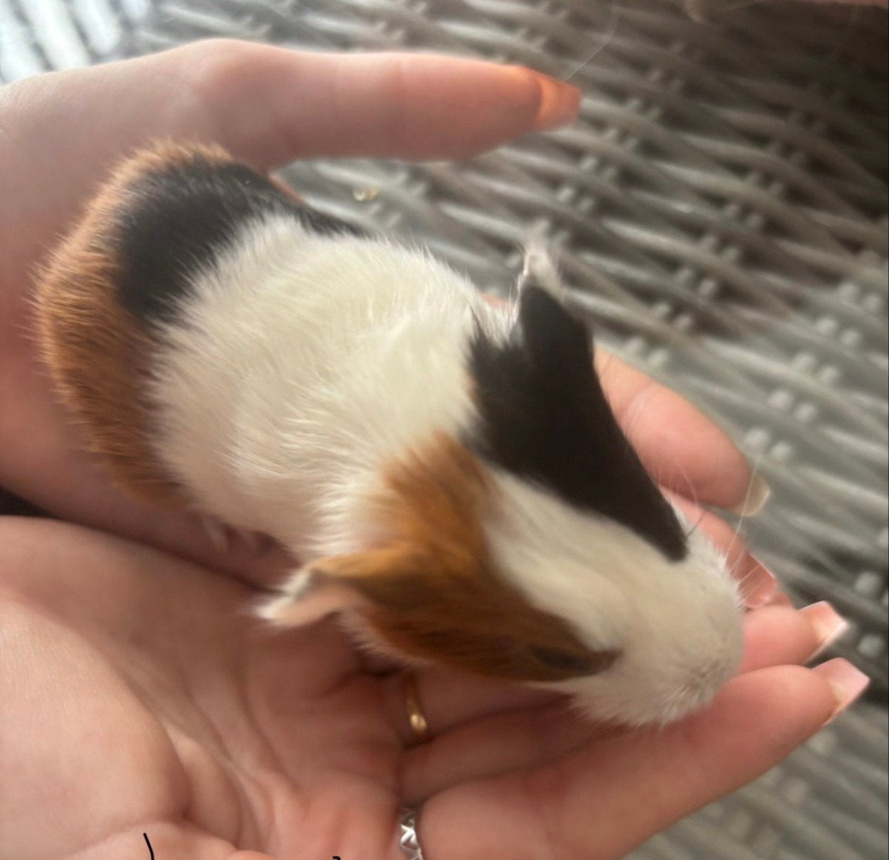 Laatste beertje mag gelijk naar een nieuw huisje €7,50, Dieren en Toebehoren, Juni, Mannelijk, Cavia