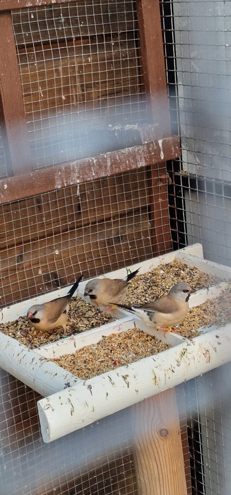 3 Mooie vogeltjes, Dieren en Toebehoren, Vogels | Overige Vogels, Meerdere dieren