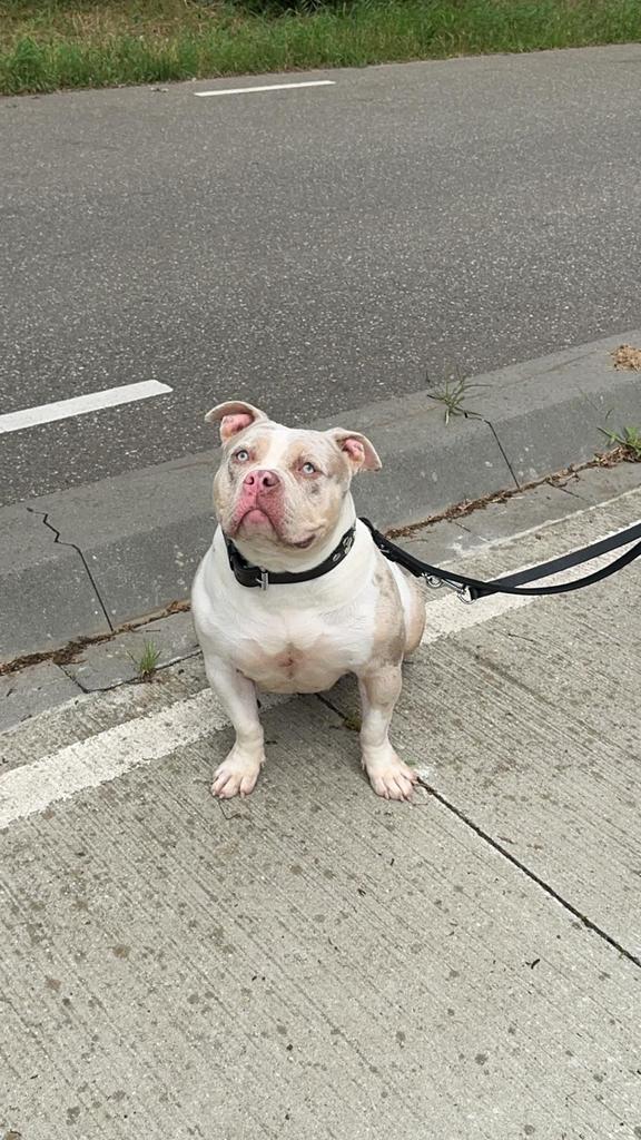 Bully classic lilac merle, HCC (leverziekte), 1 tot 2 jaar, Teef, Bulldog