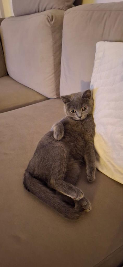 Kater, Britse korthaar, Kater, Ontwormd, 0 tot 2 jaar