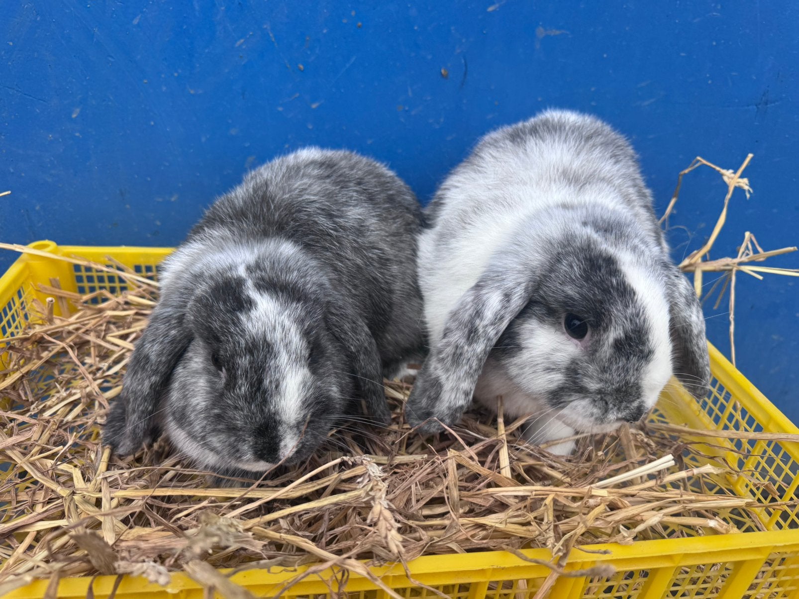 Lieve dwergkonijnen en hangoren !, Mannelijk, Klein, Hangoor, 0 tot 2 jaar