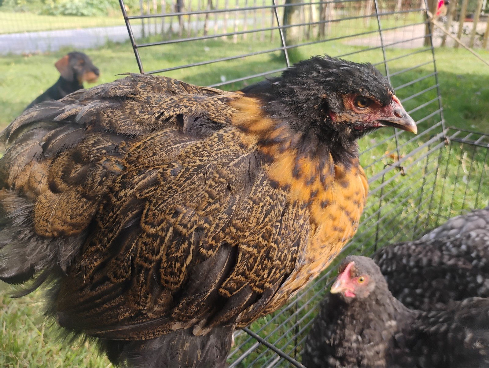 Orpington groot hennen, Dieren en Toebehoren, Vrouwelijk, Kip