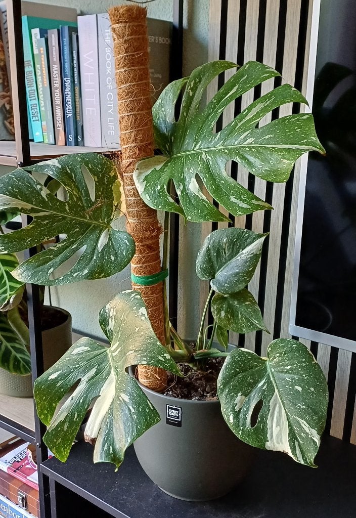 monstera Thai in pot, Huis en Inrichting, Kamerplanten, Ophalen, Overige soorten, Halfschaduw, In pot