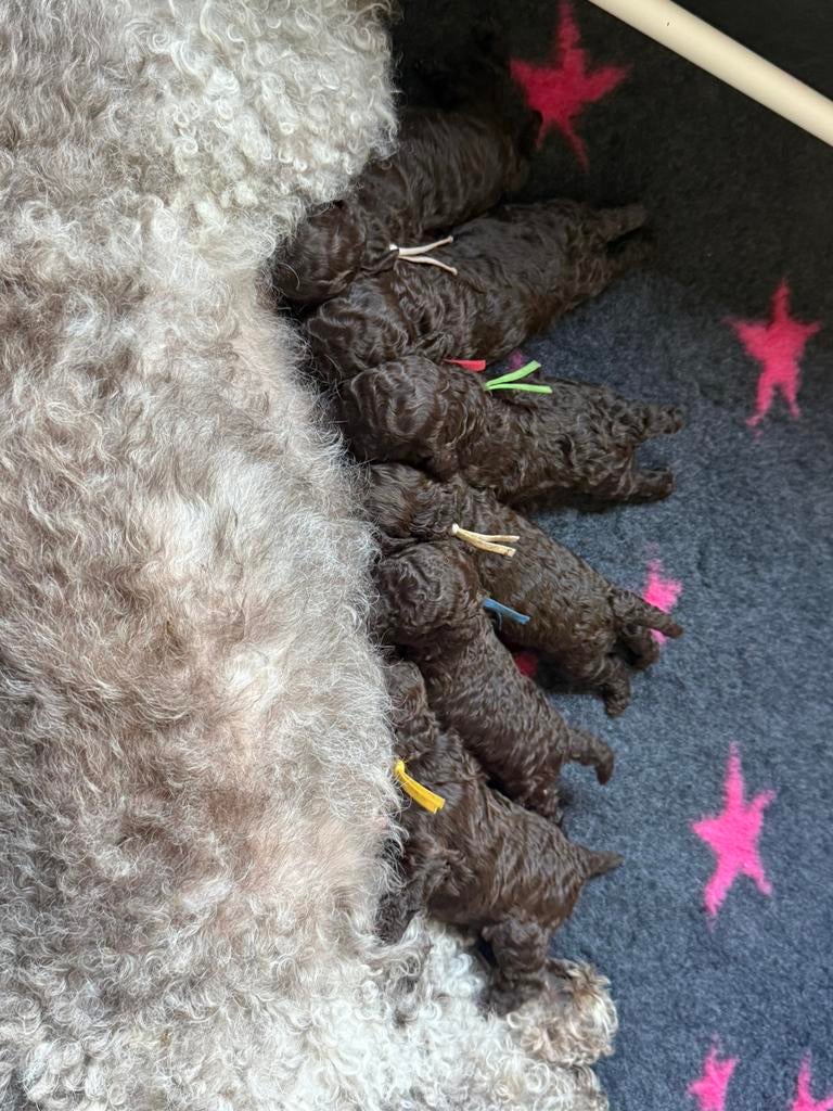 Prachtige pups te reserveren (multigen) poedel-kruisingen, Dieren en Toebehoren, Parvo, Overige rassen, 8 tot 15 weken, Meerdere