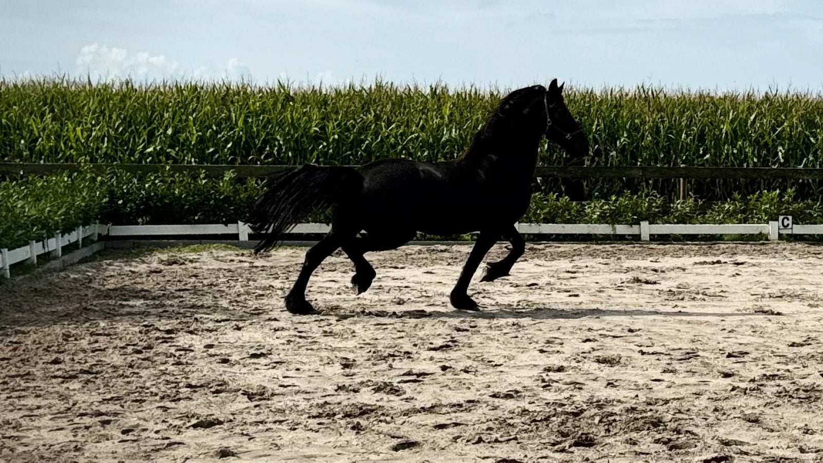 Stoere Kroon AA Friese merrie uit 2010, Merrie, 11 jaar of ouder, Met stamboom, B