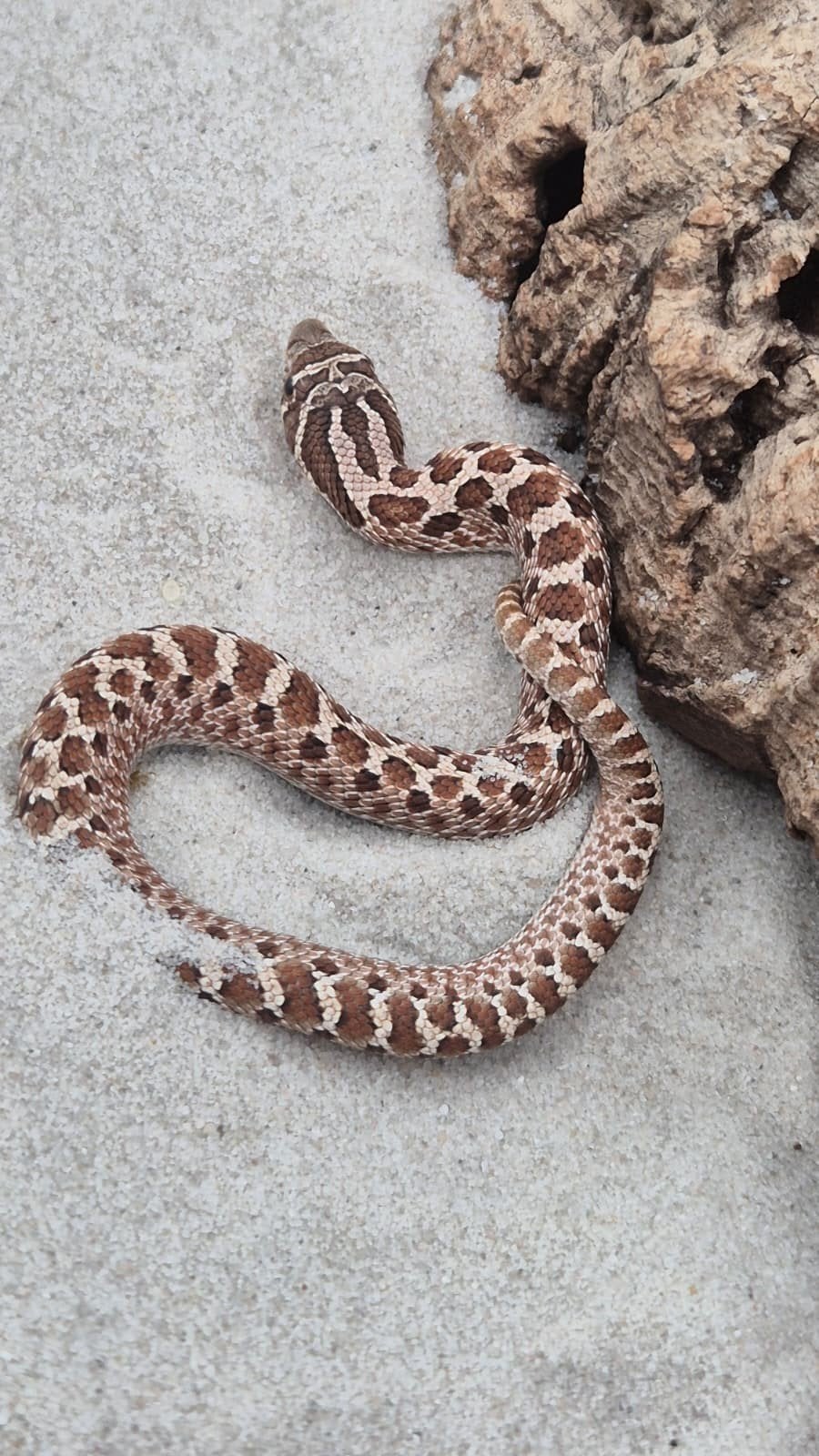 haakneusslang het sunburst Hognose Snake - unknown for sale from De Jong