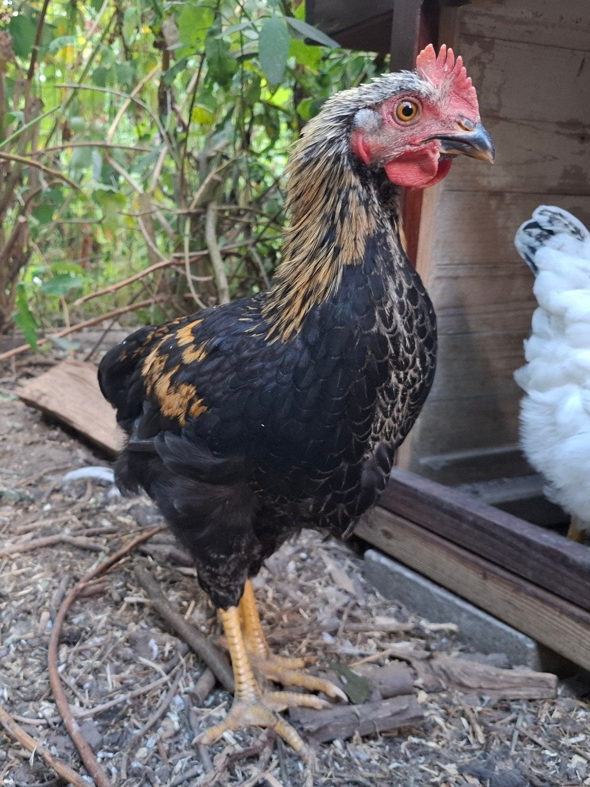 Haan 3 stuks, Dieren en Toebehoren, Pluimvee, Mannelijk, Kip
