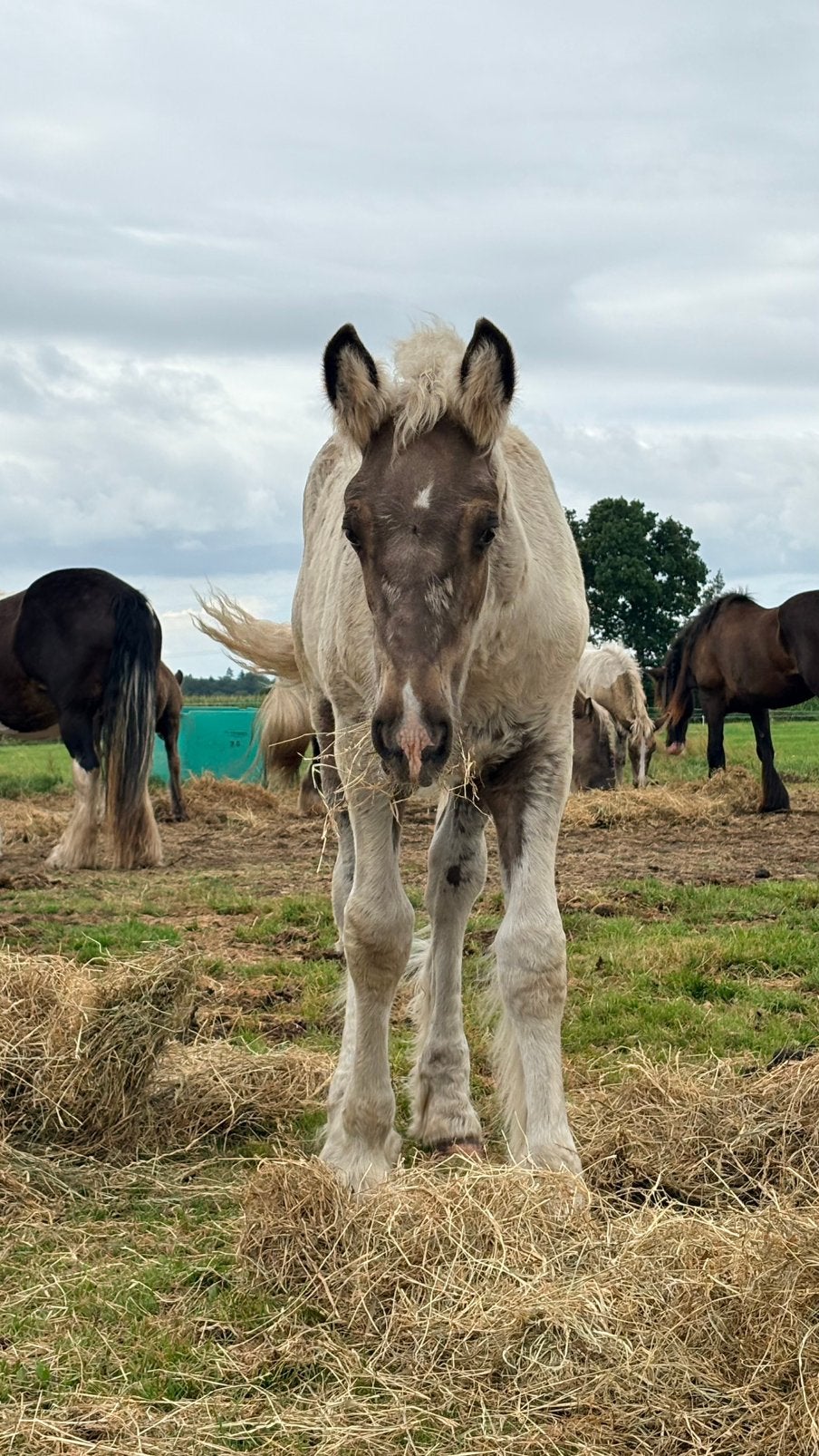 knappe tinker hengst veulen wordt 1.55~1.60 groot, Dieren en Toebehoren, Paarden, Hengst, Niet van toepassing, Minder dan 160 cm